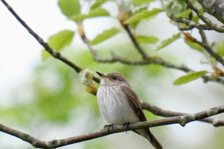 May 2025 Denmark: Birding Tour with Skagen Fuglefestival