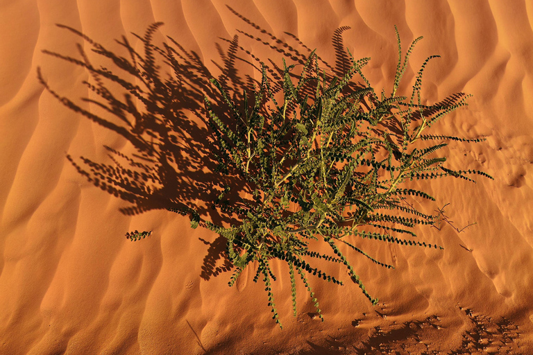 Djerba: Eine Nacht in Berberzelten.
