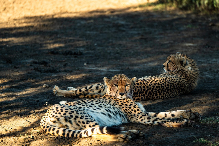 From Zanzibar: 2-Day Serengeti Park Safari Tour with Flights