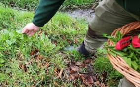 Adult Foraging Walk & Bushcraft Cookery Course for Beginners