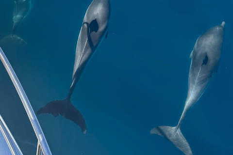Taormina: Sunset Dolphin Tour by Catamaran with Aperitif