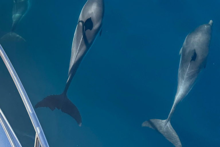 Taormina: Sunset Dolphin Tour by Catamaran with Aperitif