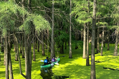 Hangzhou: Qingshan Lake Water Forest Fairy Tale Ticket