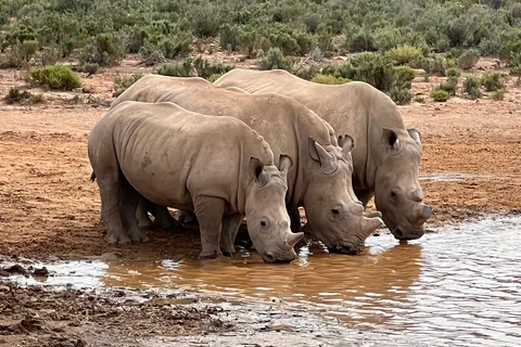 Safari matinal avec les Big Five près du Cap, Afrique du Sud