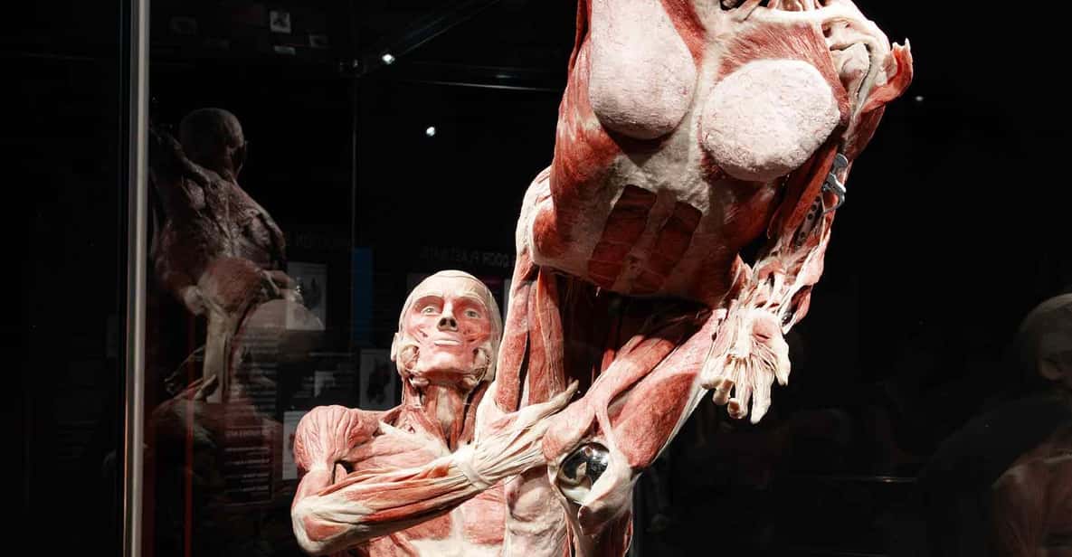 Afbeelding 14 van Body Worlds Amsterdam: The Happiness Project Ticket