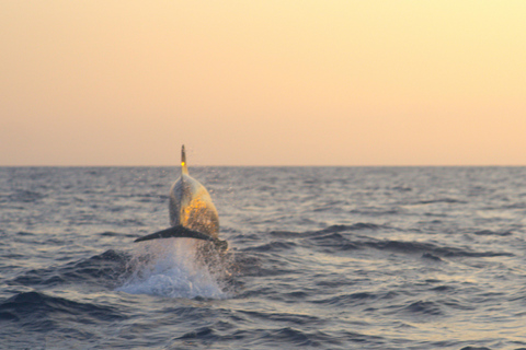 Alcudia: sightseeing, zeegrotten en snorkelavontuur per boot3 uur durende speedboottocht - grotten, snorkelen en sightseeing