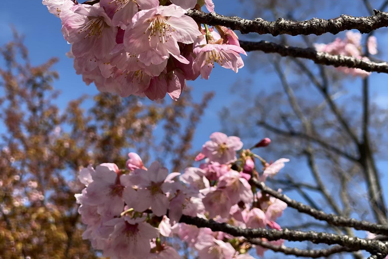 Osaka: Springtime Sakura Picnic "Hanami"