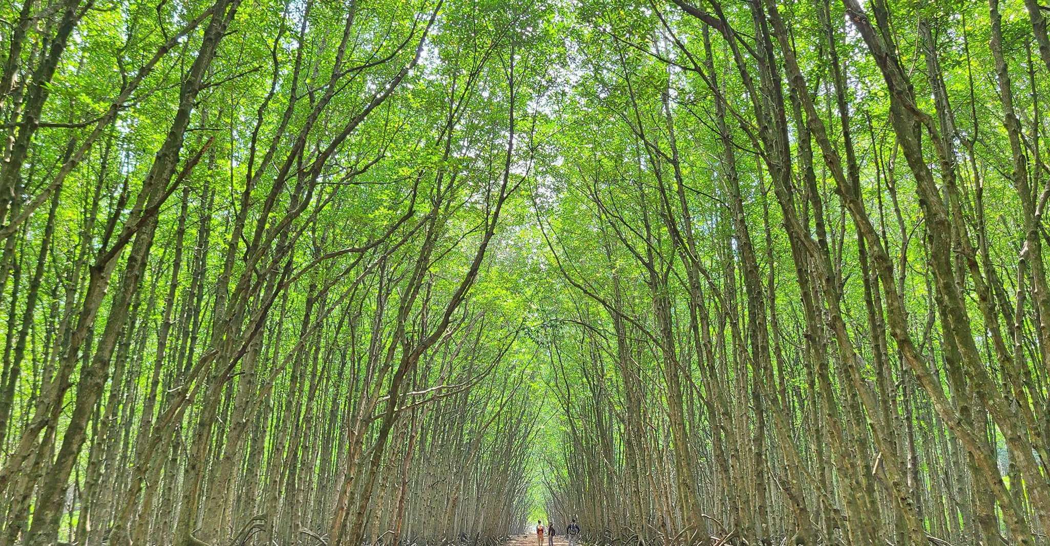 Can Gio Mangrove Biosphere Reserve 1 Day - Housity