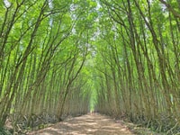 Can Gio Mangrove Biosphere Reserve 1 Day - Housity