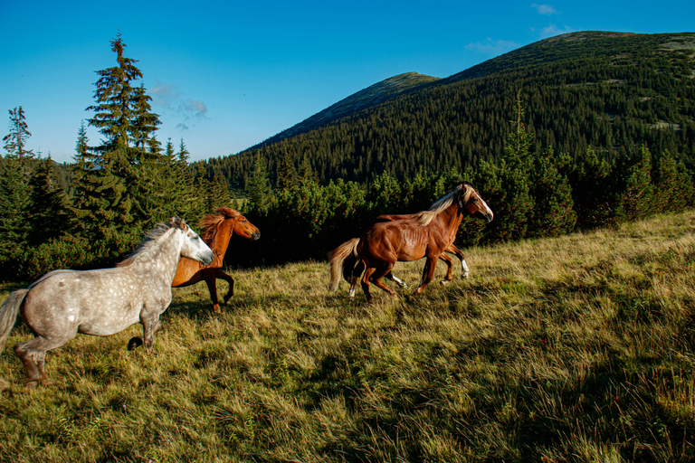 Sörenberg: Horseback Riding Tour with Campfire Lunch