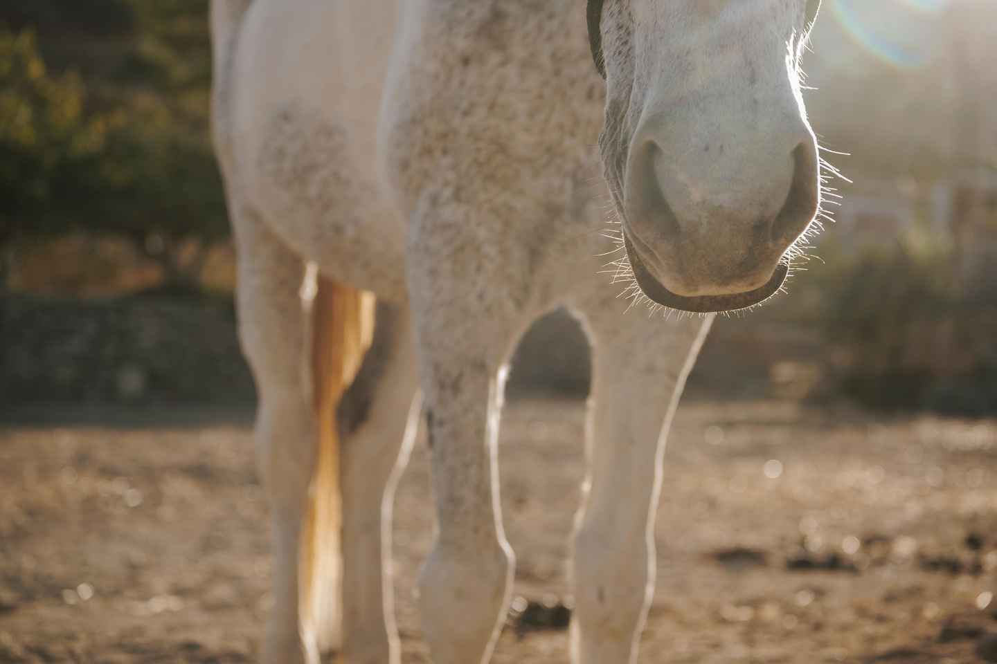 Paros: Horseback Riding Tour at Sunset