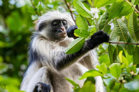 Zanzibar: Fängelseön, Jozani-skogen och Mtende-strandenPrivat tur med upphämtning och avlämning vid hotell ingår