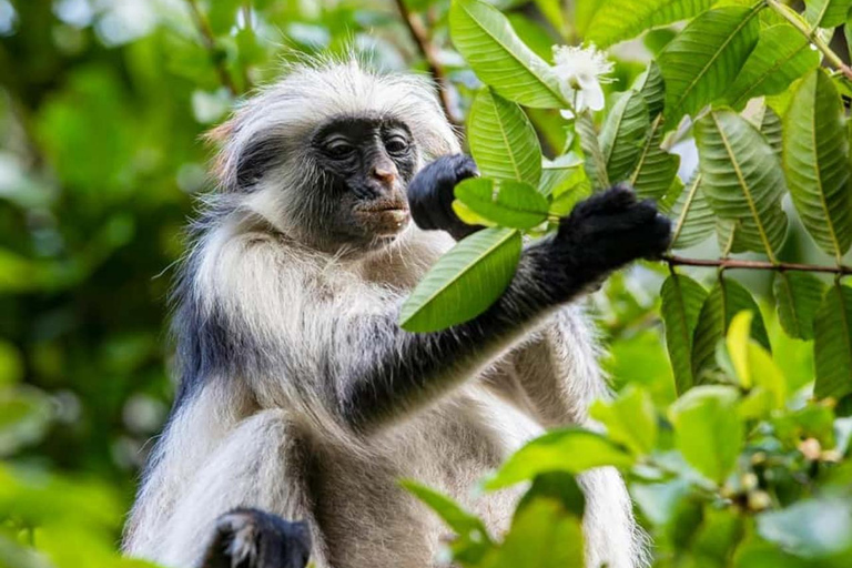 Zanzibar: Fängelseön, Jozani-skogen och Mtende-strandenPrivat tur med upphämtning och avlämning vid hotell ingår