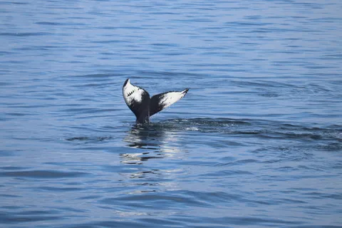 Reykjavik: Whale Watching Morning Expedition