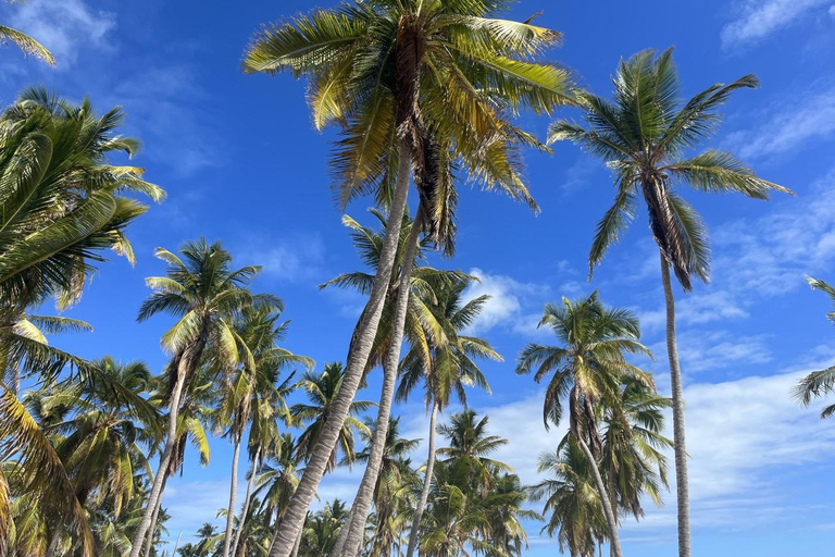 From La Romana: Saona Island for Aida Cruises Passengers