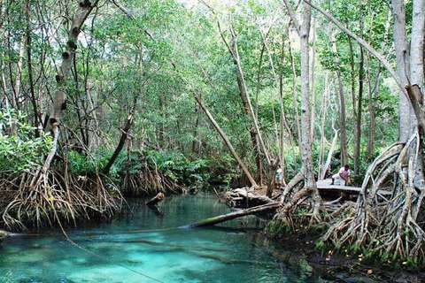 From Merida: Celestún biosphere, boat ride, and Beach day Celestún biosphere, boat ride, mangroves and beach day