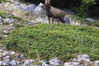 Wandern in Ciampino