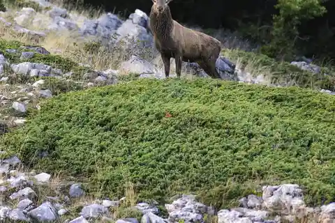 Parc national des Abruzzes, du Latium et du Molise : Trekking&Faune.
