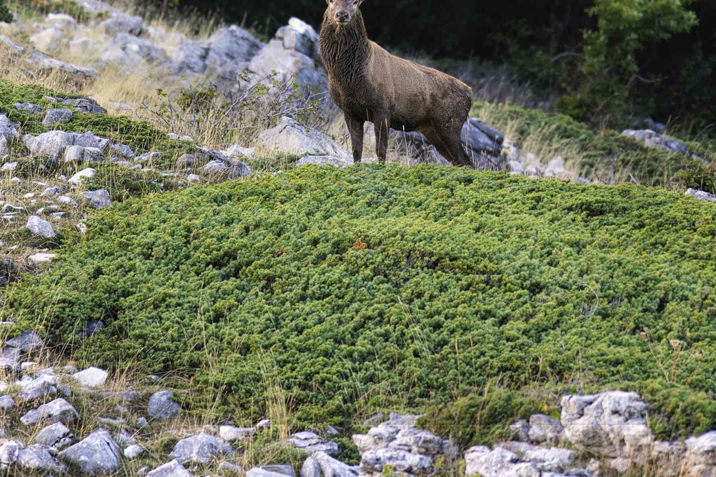 Parco Nazionale d'Abruzzo, Lazio e Molise: Trekking&Wildlife.