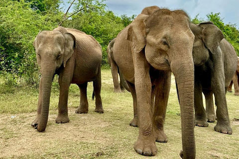 Coast to Ella: Private Safari & Scenic Transfer