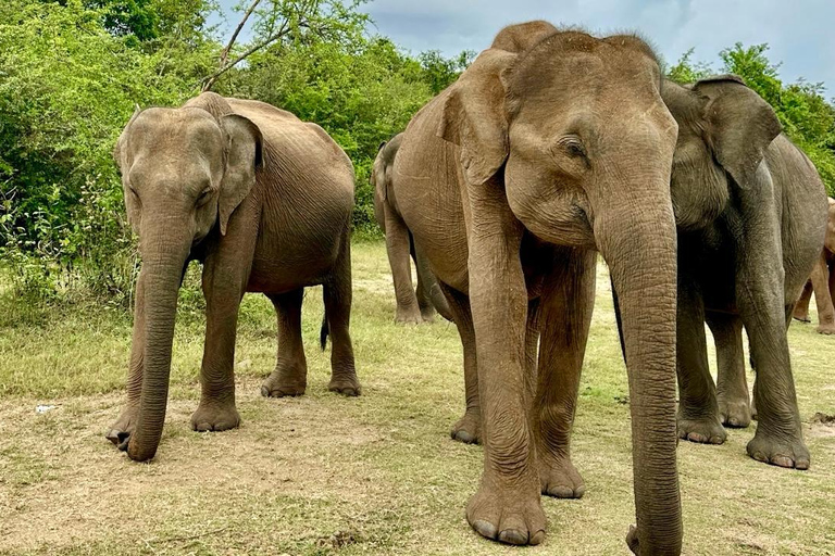 Coast to Ella: Private Safari & Scenic Transfer