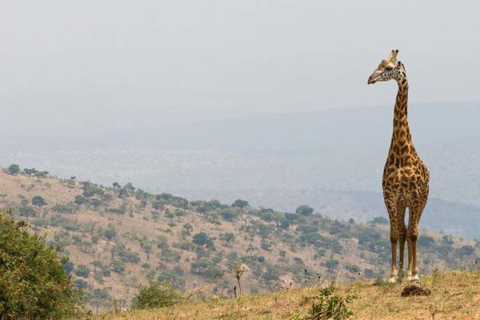 From Kigali: 2-Day Akagera National Park Safari