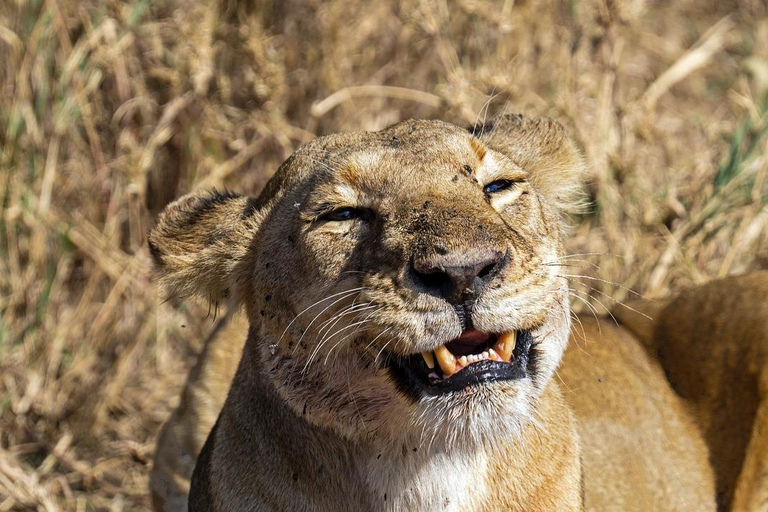 SAFARI DE LUJO- ZANZIBAR A MIKUMI NP: 2 DÍAS 1 NOCHE