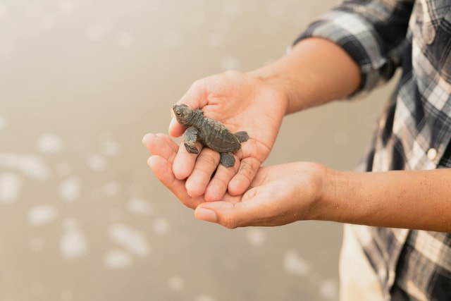 Galle privétour met zeeschildpaddenbezoek en bootsafari