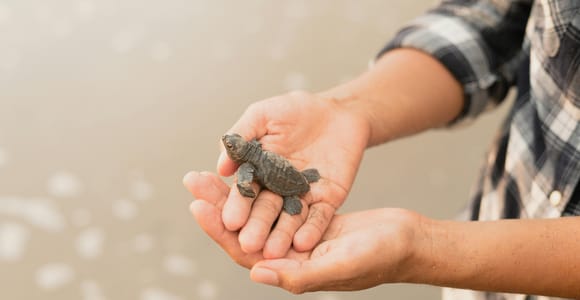 Private Tagestouren nach Galle mit Besuch von Meeresschildkröten und Bootssafari