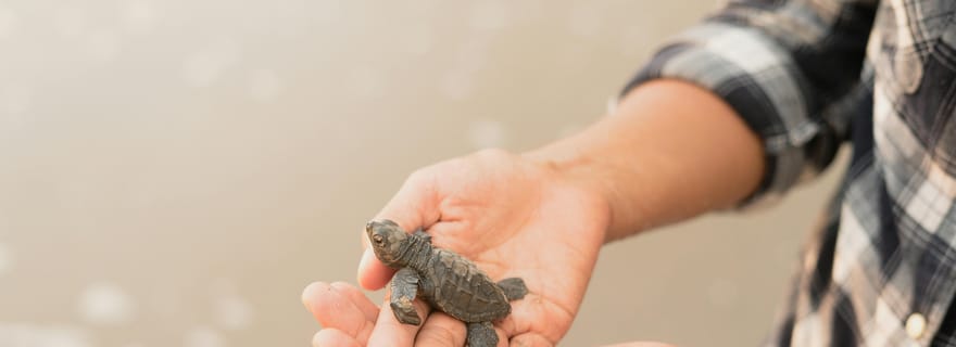 Visites privées d'une journée à Galle avec visite des tortues de mer et safari en bateau
