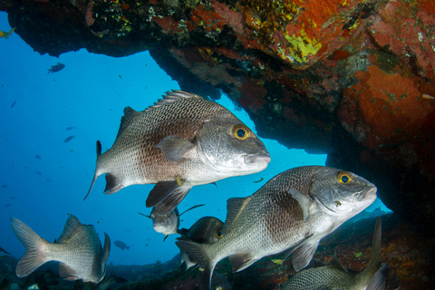 Snorkeling on the Côte Bleue