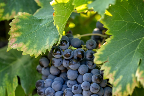 Vino, olio d&#039;oliva e villaggi panoramici della Provenza