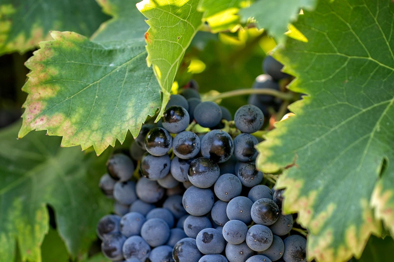 Wijn, olijfolie en schilderachtige dorpen in de Provence