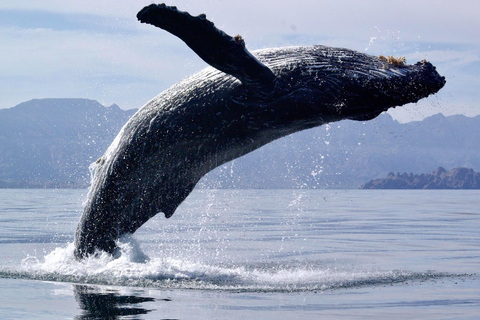 Hermanus Whale Watching Boat Trip and Wine Tasting