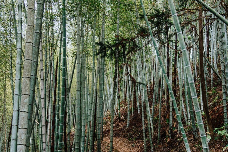 Shenzhen: Conghua Bamboo Forest & Village Private Day Trip