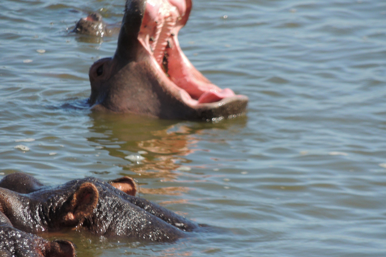 From Entebbe: 3-Day Lake Mburo Safari with Boat Cruise