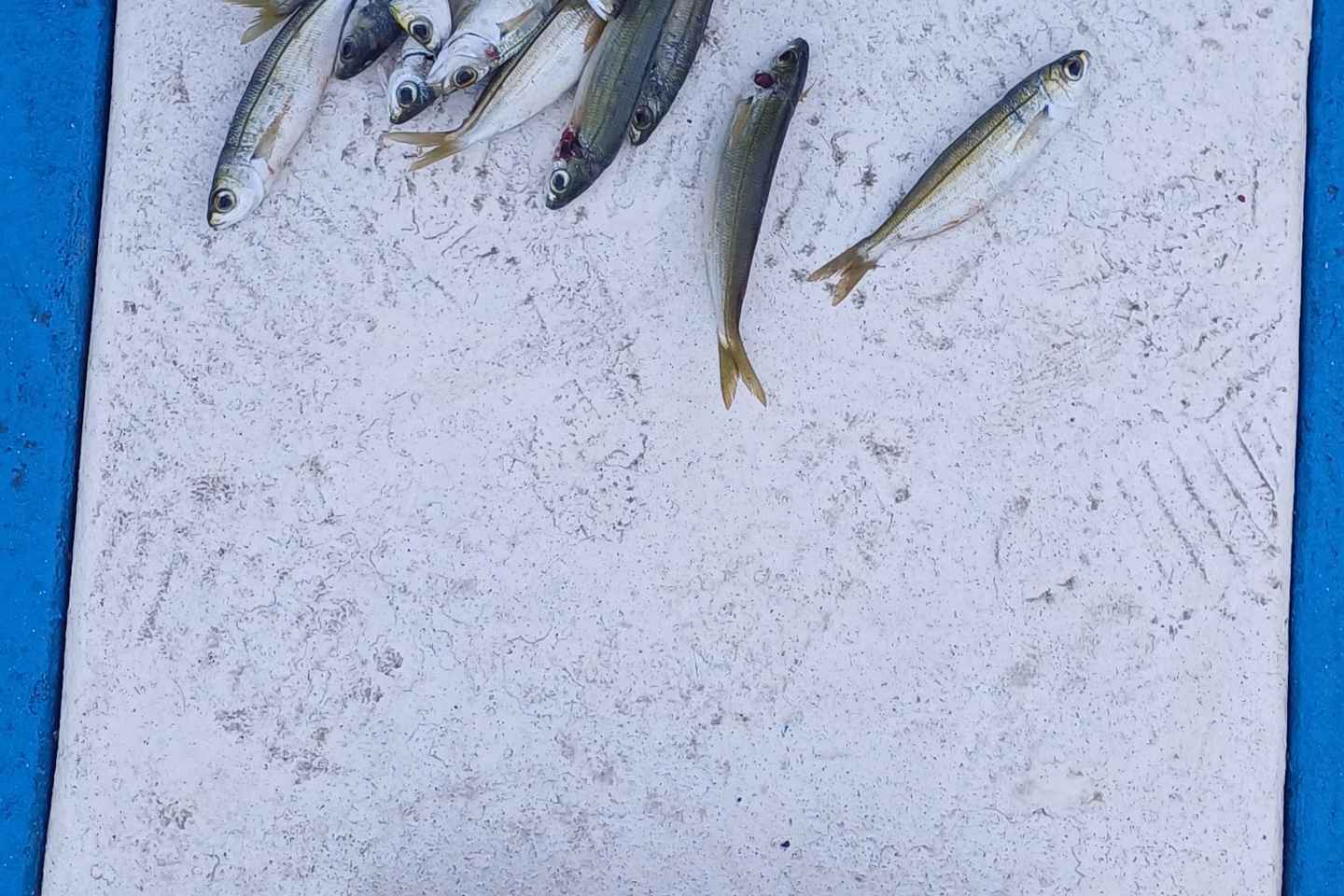 Larnaca: Private Fishing - Traditional Explorer N Vessel