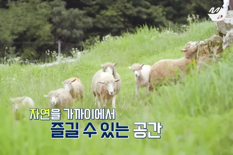 Gyeonggi: Alpaca & Sheep Ranch Admission Ticket in Gapyeong