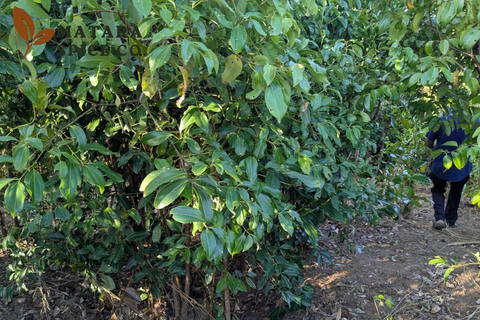 Mirissa: Cinnamon Garden Tour with Peeling Class