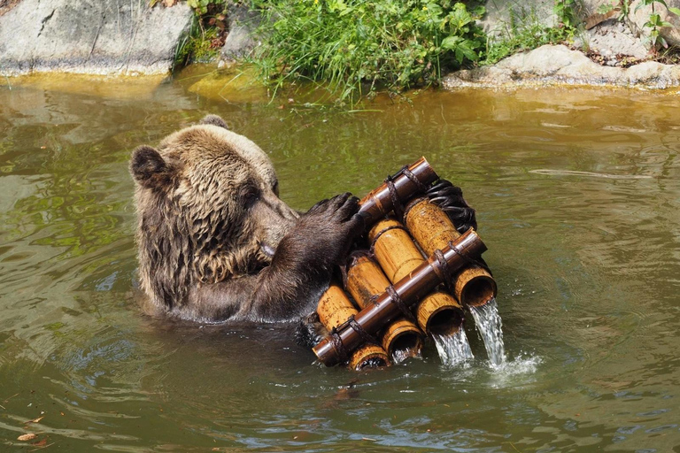 Arbesbach Bear Forest: Ticket Bärenwald Arbesbach: Ticket
