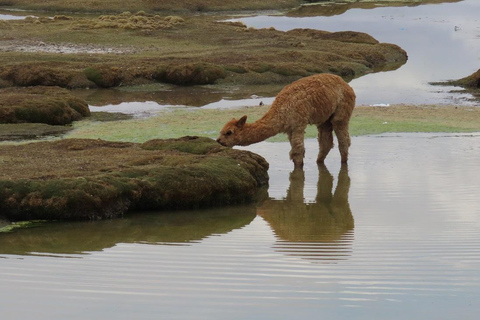Cruz del Cóndor: a two-day guided tour from Puno Condor's Cross: a two-day guided tour from Puno