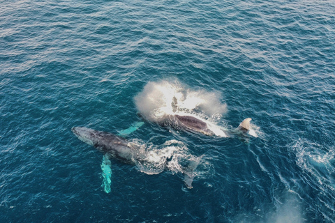 Whale Watching Maputo