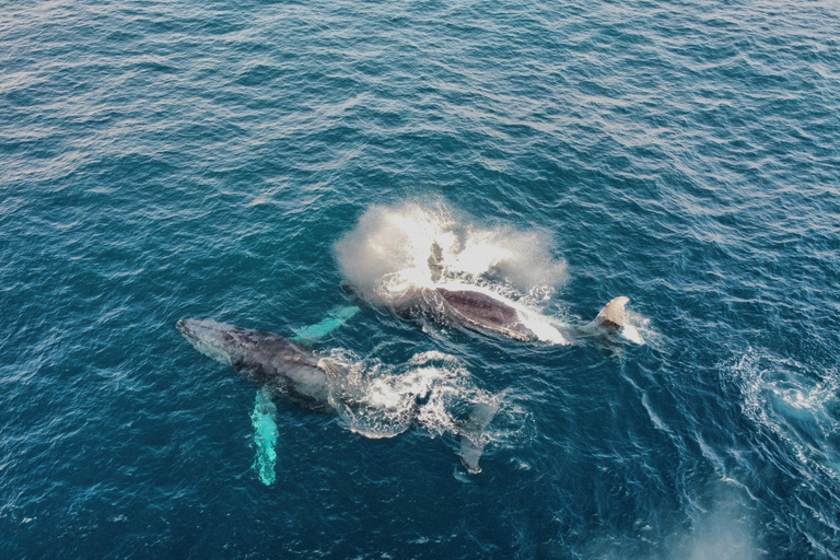 Whale Watching Maputo