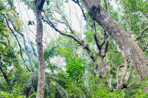 Zanzibar: Jozani Forest, Maalum Cave & Mtende Beach Tour Private Tour with Hotel Pickup (South Zanzibar Only)