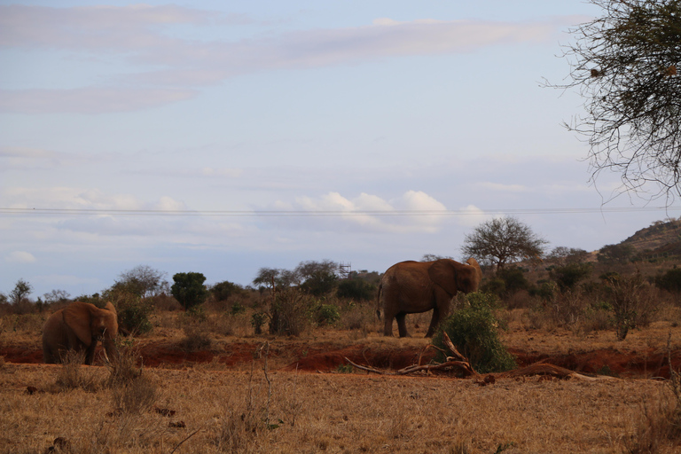 Overnight Group safari Tsavo East Safari from Mombasa/ Diani