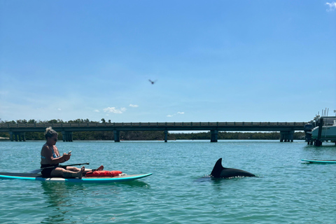 Tour d'avventura con delfini, lamantini e tartarughe marine a Bonita Springs!