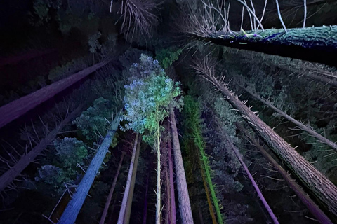 From Auckland: Rotorua Lakes, Redwood & Geothermal Day Trip