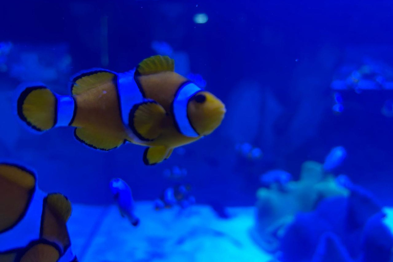 Río de Janeiro: ticket de entrada a AquaRio