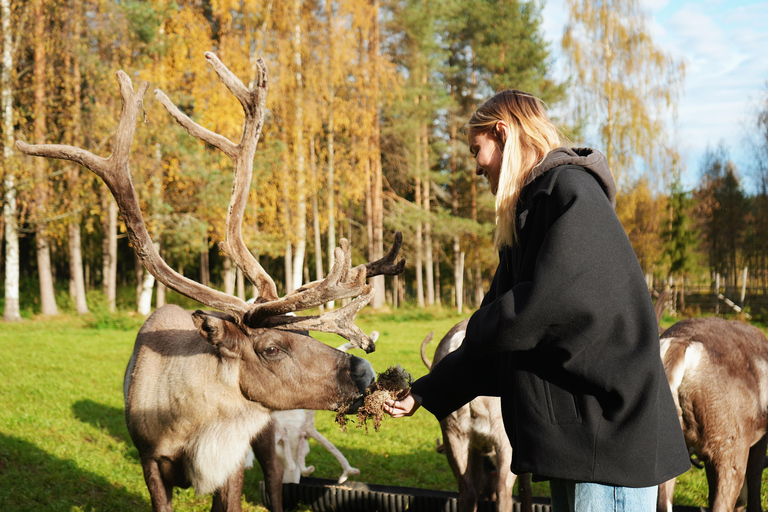 罗瓦涅米：驯鹿农场之旅（含雪橇乘坐和接送）罗瓦涅米：驯鹿农场秋季之旅