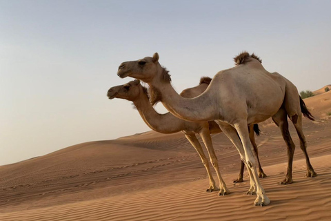 Dubai: Family Friendly Desert Tour with Flamingo Sanctuary